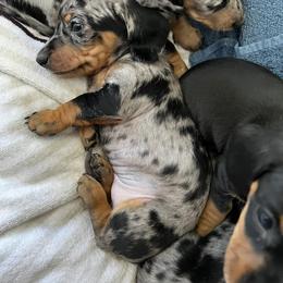 Dachshund Puppies from Dachshund Family Love Breeders