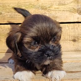 Peng - Grizzle male Lhasa Apso puppy in Jefferson, New York from Absolute Lhasa Love