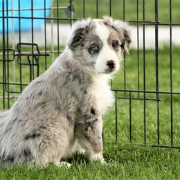 Australian Shepherd Puppies from Sliding S Australian Shepherds