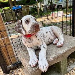 Cactus(LUA) - White and liver brown male Dalmatian puppy in Wilson, North Carolina from New Horizonz Dalmatians