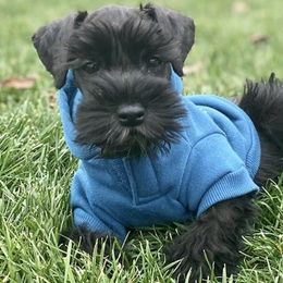 Miniature Schnauzers from Schnauzers of Blue Ridge