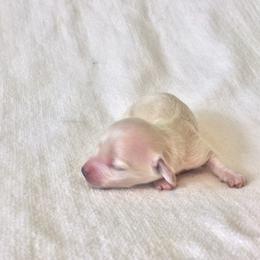 Baby - Cream female Dachshund puppy in Sebring, Florida from Mini Weenies