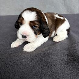 Clutch - Tri-Roan male English Springer Spaniel puppy in Robesonia, Pennsylvania from Rogue Mountain Manor