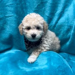 Max- Blue collar - White and apricot male Bichon Frise puppy in 63101 (St. Louis Metro Area), Missouri from BichonSTL
