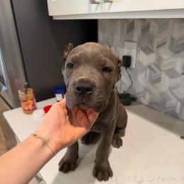 Solid Gray Female 2 - Gray female Cane Corso puppy in Knoxville, Tennessee from Crowned Corso