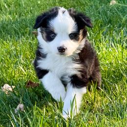 Pepper - Black tri female Miniature Australian Shepherd puppy in Blackfoot, Idaho from Bellewynd Acres
