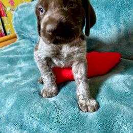 Orange collar Boy - Liver roan male German Shorthaired Pointer puppy in Aberdeen, Idaho from Idaho GSP