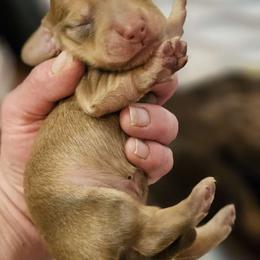 Girl 1 - Red Dachshund puppy in Ethel, Washington from Mickey's Miracle Doxies