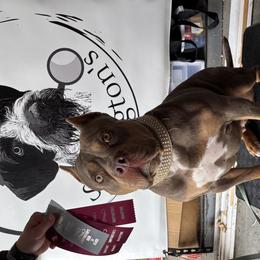 American Bullies from Medusa’s Bullies