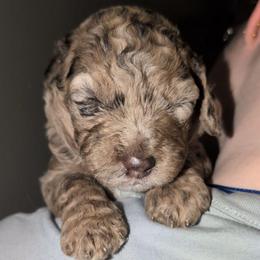 Albus - Merle male Sheepadoodle puppy in Austin, Texas from Darling Doodles