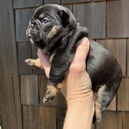 French Bulldog Puppies from Lost Coast French Bulldogs