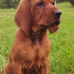 Labrador Retriever and Redbone Coonhound Puppies from Rimfire Kennels