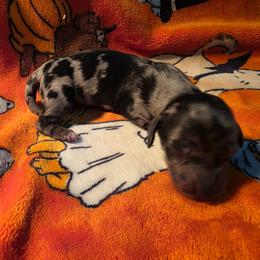 Dapple girl 1 - Dapple female Dachshund puppy in West Plains, Missouri from Spring Creek Dachshunds