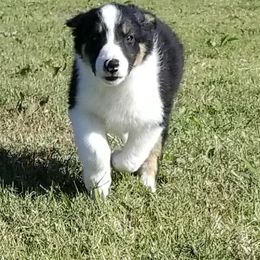 Border Collie Puppies from Bond Border Collies