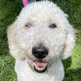 Shelley - Goldendoodle