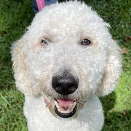 Shelley - Goldendoodle