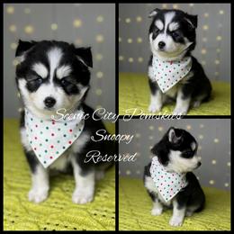 Snoopy - Black and white male Pomsky puppy in Rossville, Georgia from Scenic City Pomskies