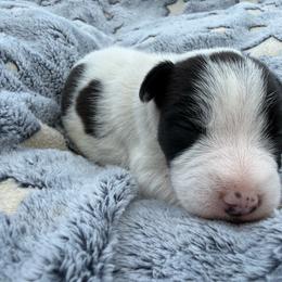 Girl 2 (name pending) - Black and white female Jack Russell Terrier puppy in Yakima County, Washington from Saddle Rock Kennels