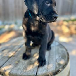 Buck - Blue Collar - Black male Labrador Retriever puppy in Galt, California from On My Side Kennels