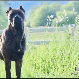 Salsa - Cane Corso