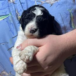 Gray collar - Parti male Goldendoodle puppy in Mc Cook, Nebraska from Powers Doodles
