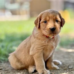 Dolley - Red - Dark golden female Golden Retriever puppy in San Martin, California from Church Creek Retrievers
