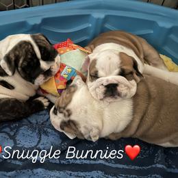 Bulldog Puppies from Sweet Rolls