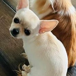 Chihuahuas from OneLove Chihuahuas