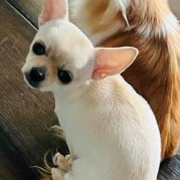 Chihuahuas from OneLove Chihuahuas
