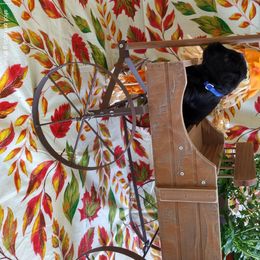 Miniature Schnauzer Puppies from Camp Creek Schnauzers