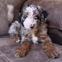 Boy 4 - Blue merle male Assorted Doodle Crosses puppy in Wayne, West Virginia from Faith, Feathers & FurBabies