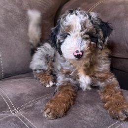 Boy 4 - Blue merle male Assorted Doodle Crosses puppy in Wayne, West Virginia from Faith, Feathers & FurBabies