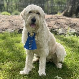 Toby - Barbado da Terceira