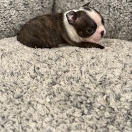 Small brindle male - Black and white male Boston Terrier puppy in Madera Acres, California from Muggin Bostons Terriers and Mini Dachshund