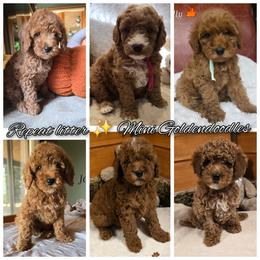 Milo - Apricot male Goldendoodle puppy in Bristol, Tennessee from 4goldendoodles