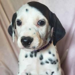 Ditto (Purple collar) HUA - White and black female Dalmatian puppy in Raymondville, Missouri from Wagner's Dalmatian's