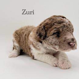 Zuri - Merle female Goldendoodle puppy in Milford, Pennsylvania from Doodles Are Golden