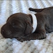 Boykin Spaniel Puppies from DrWatson Boykin Spaniels