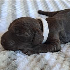 Boykin Spaniel Puppies from DrWatson Boykin Spaniels
