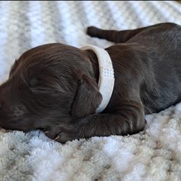 Boykin Spaniel Puppies from DrWatson Boykin Spaniels