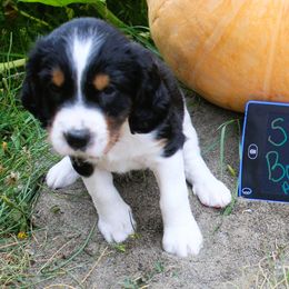 Boy 2 - Black white and tan male English Springer Spaniel puppy in Bremerton, Washington from Huntin' Buddies