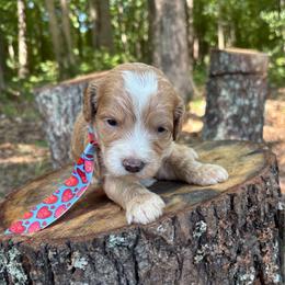 Peter Rabbit - Red  male Goldendoodle puppy in Camden, North Carolina from Oopsie Doodles of NC