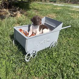 Coop- Black - Liver and white male German Shorthaired Pointer puppy in Union Hall, Virginia from Rustic Creek Farms