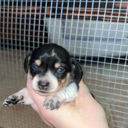 Cindy Lou - Black and cream female Dachshund puppy in Goldthwaite, Texas from Mini Mama Dachshunds