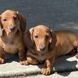 Dachshunds and French Bulldogs from ByDezyne