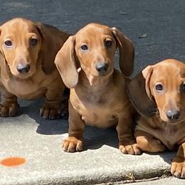 Dachshunds and French Bulldogs from ByDezyne