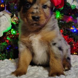 Butter - Blue merle male Miniature Australian Shepherd puppy in Muskogee, Oklahoma from Tagalong Lane Australian shepherds