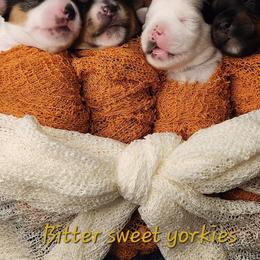 Yorkshire Terriers from Bitter Sweet Yorkies