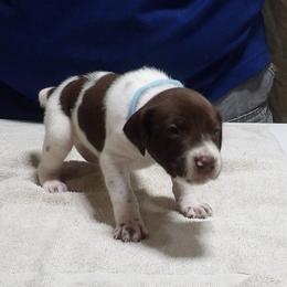 Snow - White and liver male German Shorthaired Pointer puppy in Osceola, Missouri from Bird Dog Ranch