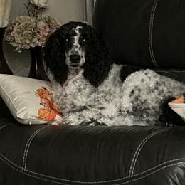 Ellie - Parti female Poodle puppy in Wickenburg, Arizona from Gentle Paw Goldendoodles